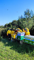 Primo Corso di Apicoltura Professionale nella Riserva Naturale di Torre Guaceto