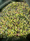 Olio EVO Biologico Monocultivar Ogliarola – Puglia | Agricola Sifè