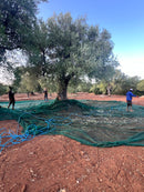 Olio EVO Biologico Monocultivar Ogliarola – Puglia | Agricola Sifè