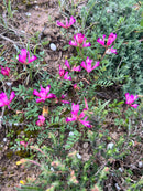 Primo Corso di Apicoltura Professionale nella Riserva Naturale di Torre Guaceto