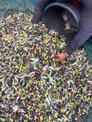 Olio EVO Biologico Monocultivar Ogliarola – Puglia | Agricola Sifè