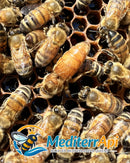 Apis mellifera Ligustica Certificata - MediterrApi | Agricola Sifè