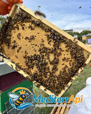 Apis mellifera Ligustica Certificata - MediterrApi | Agricola Sifè