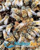 Apis mellifera Ligustica Certificata - MediterrApi | Agricola Sifè