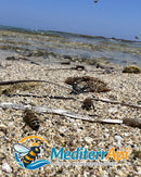 Apis mellifera Ligustica Certificata - MediterrApi | Agricola Sifè