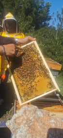 Primo Corso di Apicoltura Professionale nella Riserva Naturale di Torre Guaceto
