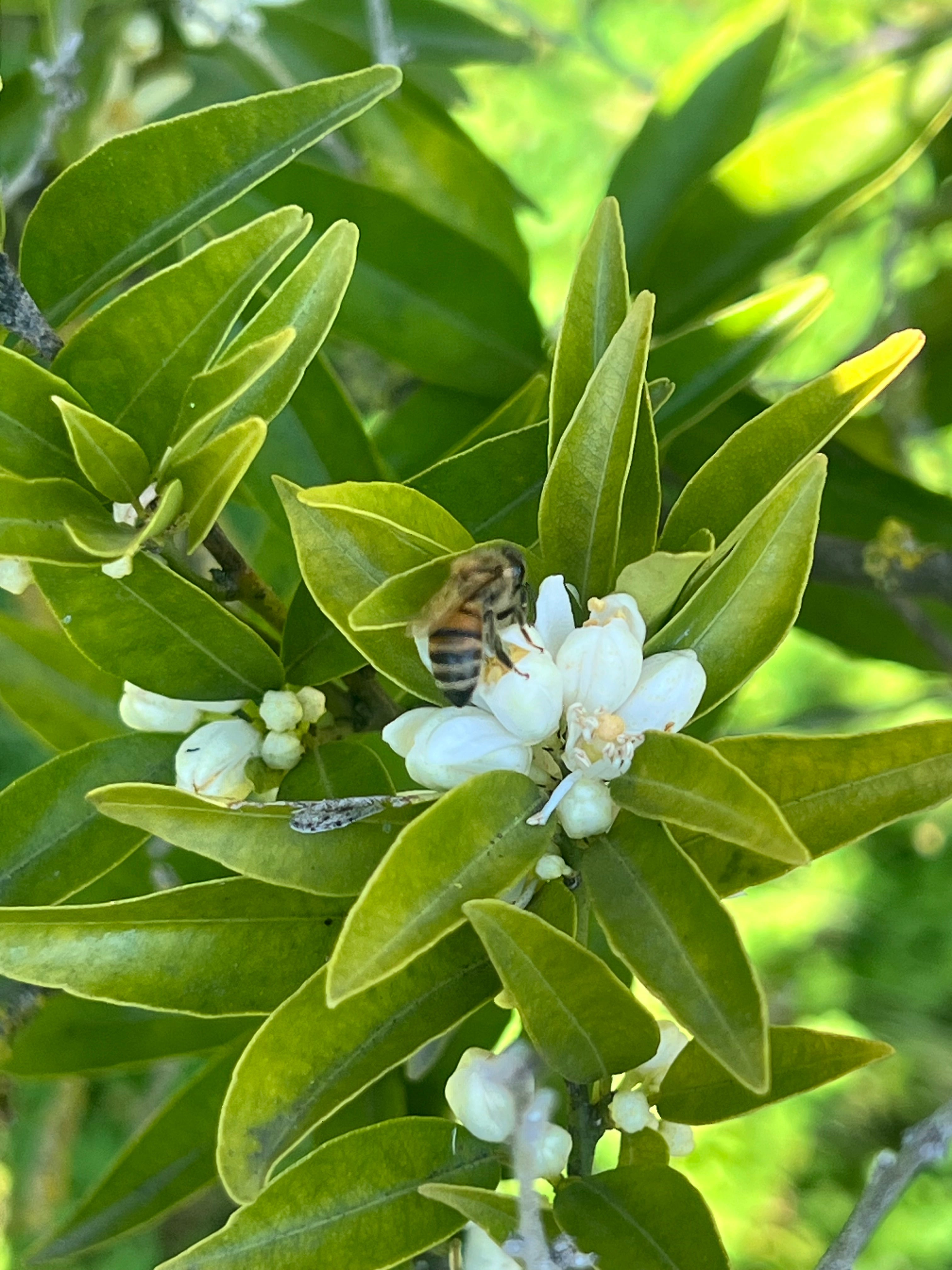 Ape su un fiore di zagara bianco tra foglie verdi in un agrumeto Agricolasifè in Puglia