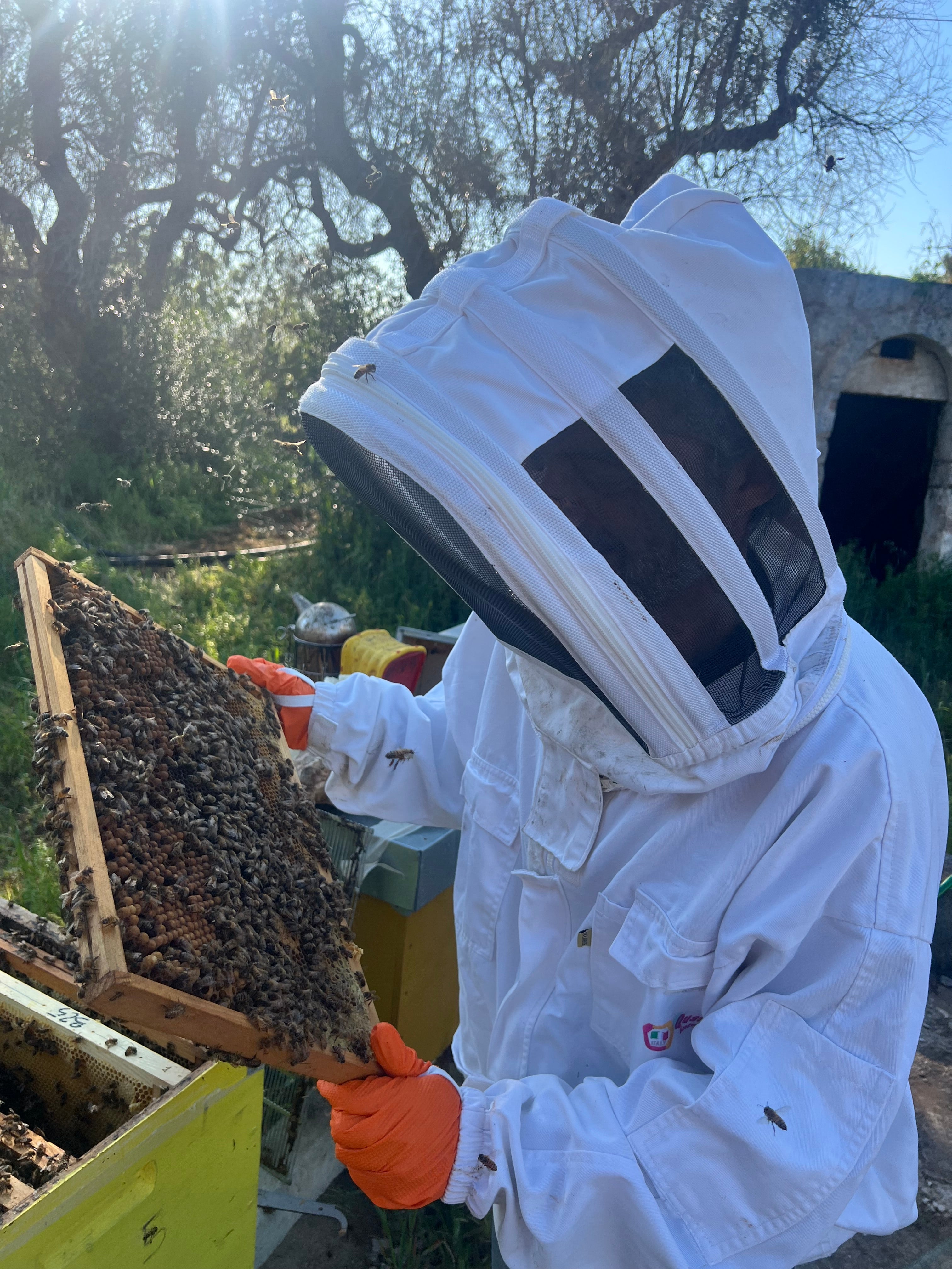 Apicoltore Agricolasifè in tuta protettiva bianca controlla un telaio di alveare pieno di api in un campo in Puglia
