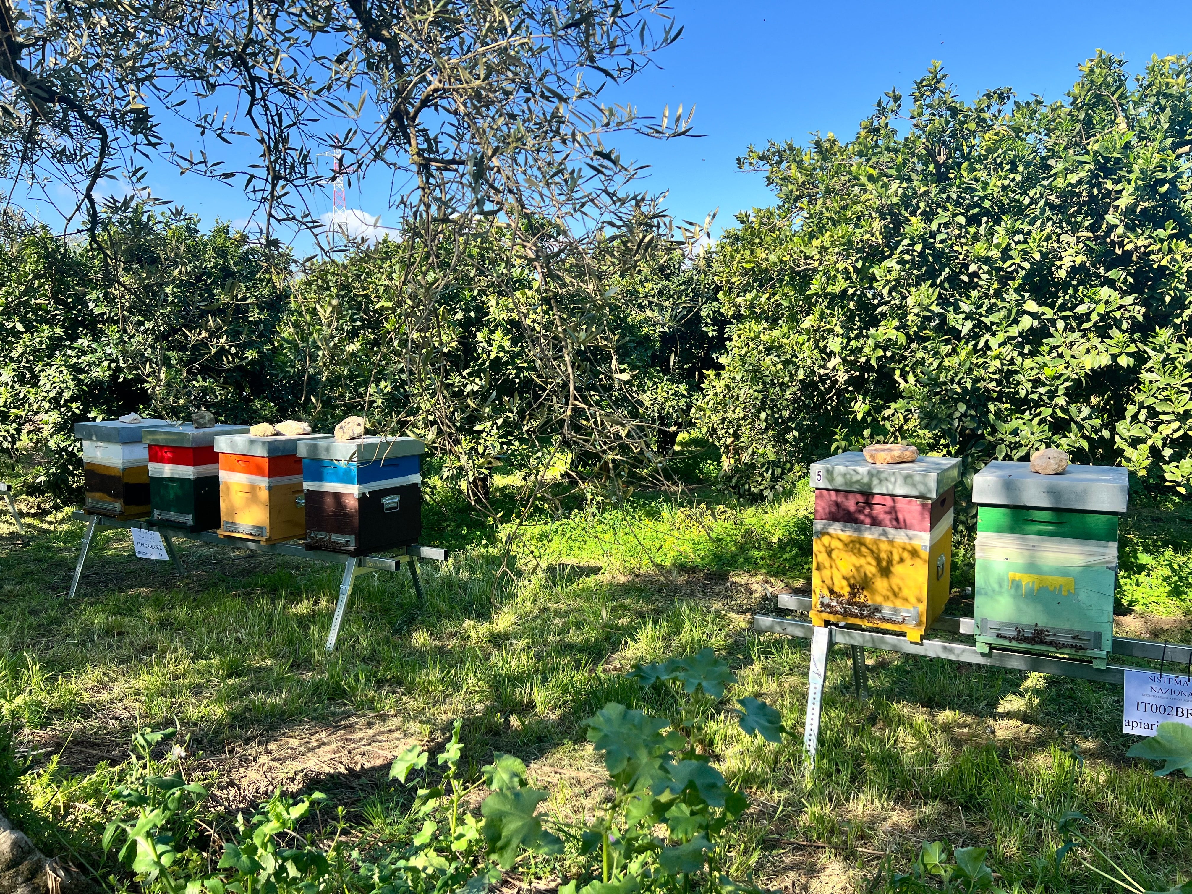 Arnie colorate Agricolasifè posizionate tra gli agrumeti in fiore a Palagiano, Puglia, in una giornata di sole.