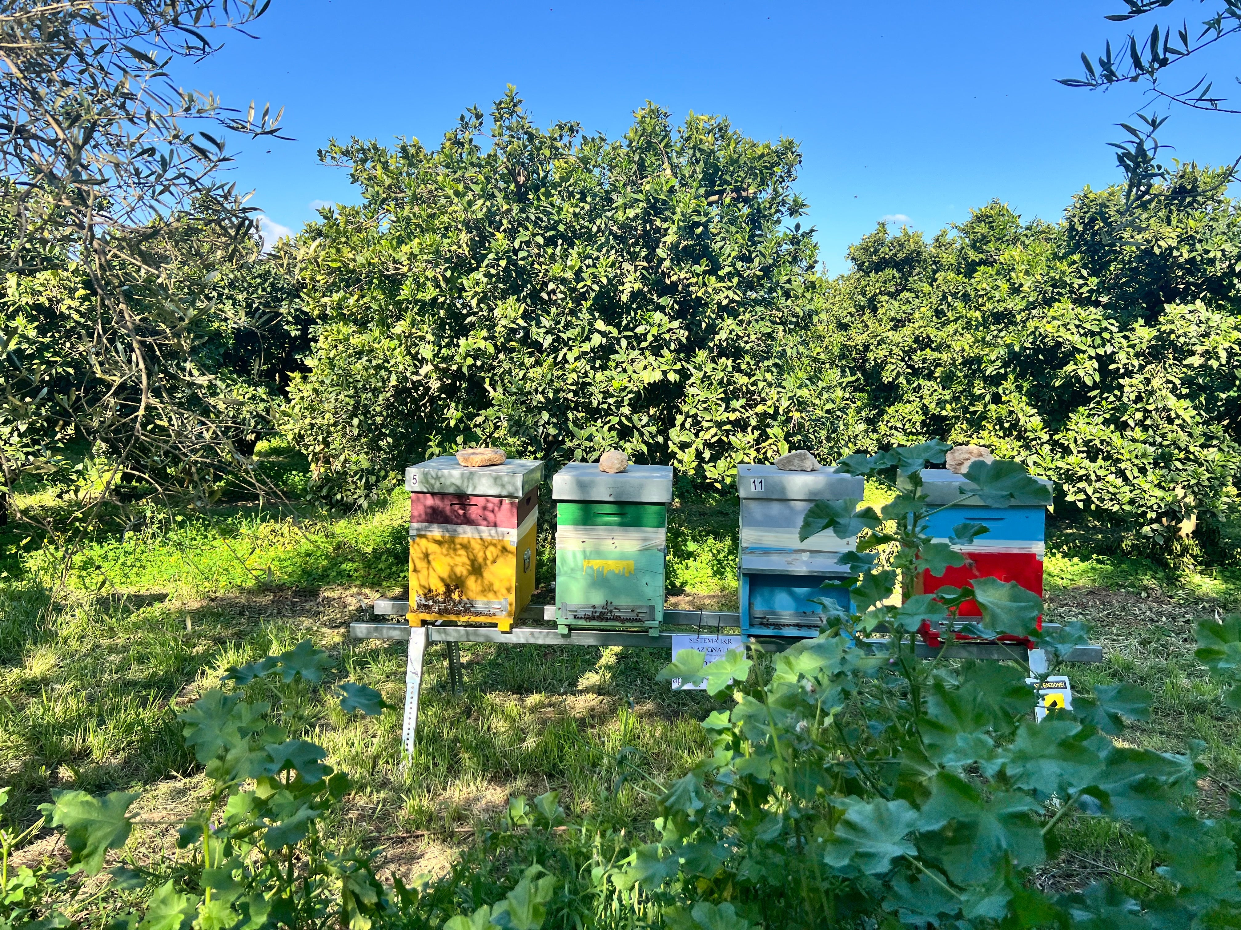Arnie colorate Agricolasifè posizionate tra gli agrumeti in fiore a Palagiano, Puglia, sotto un cielo azzurro.