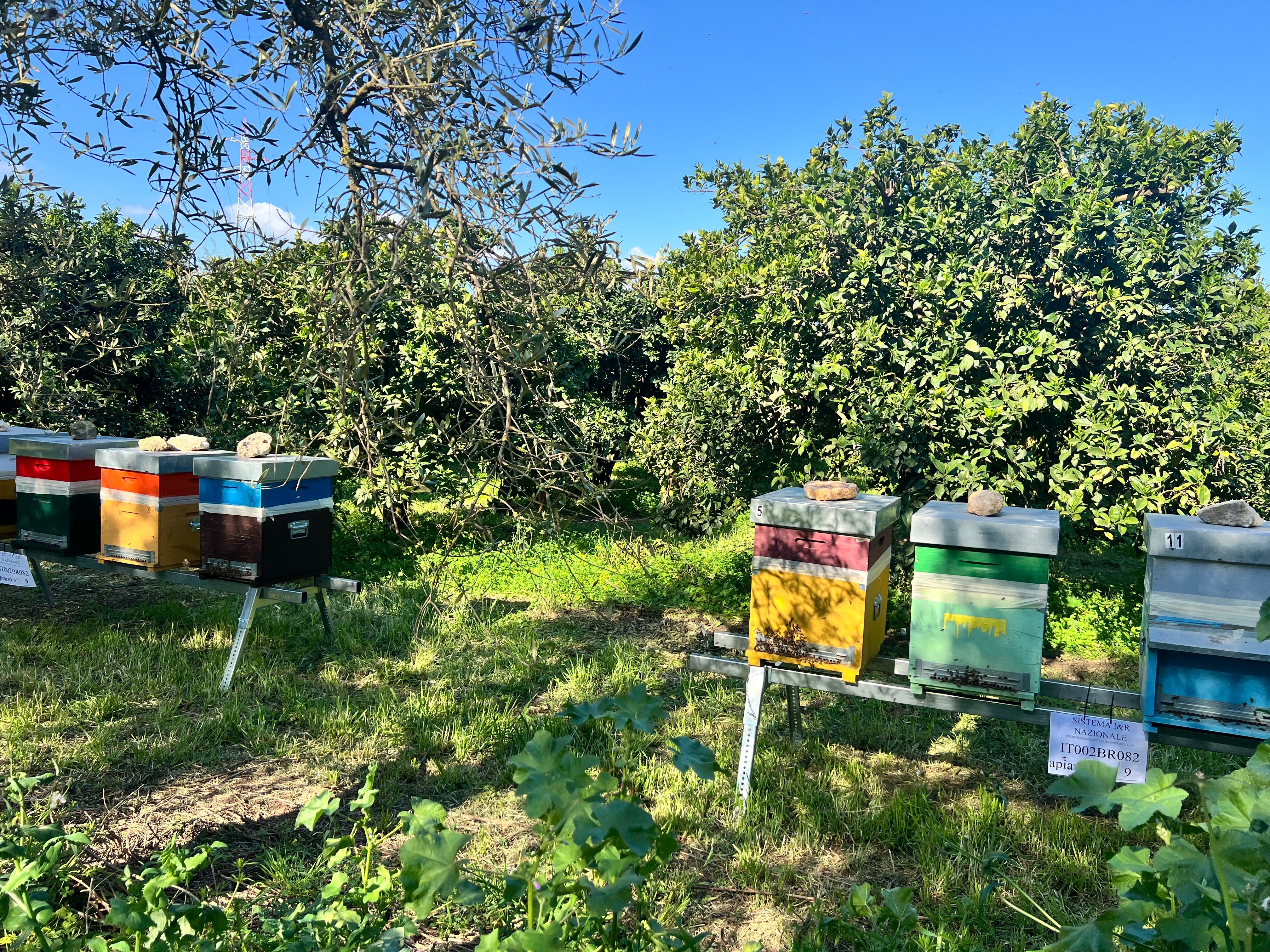 Arnie colorate Agricolasifè posizionate in un agrumeto soleggiato a Palagiano, Puglia, durante la fioritura primaverile.