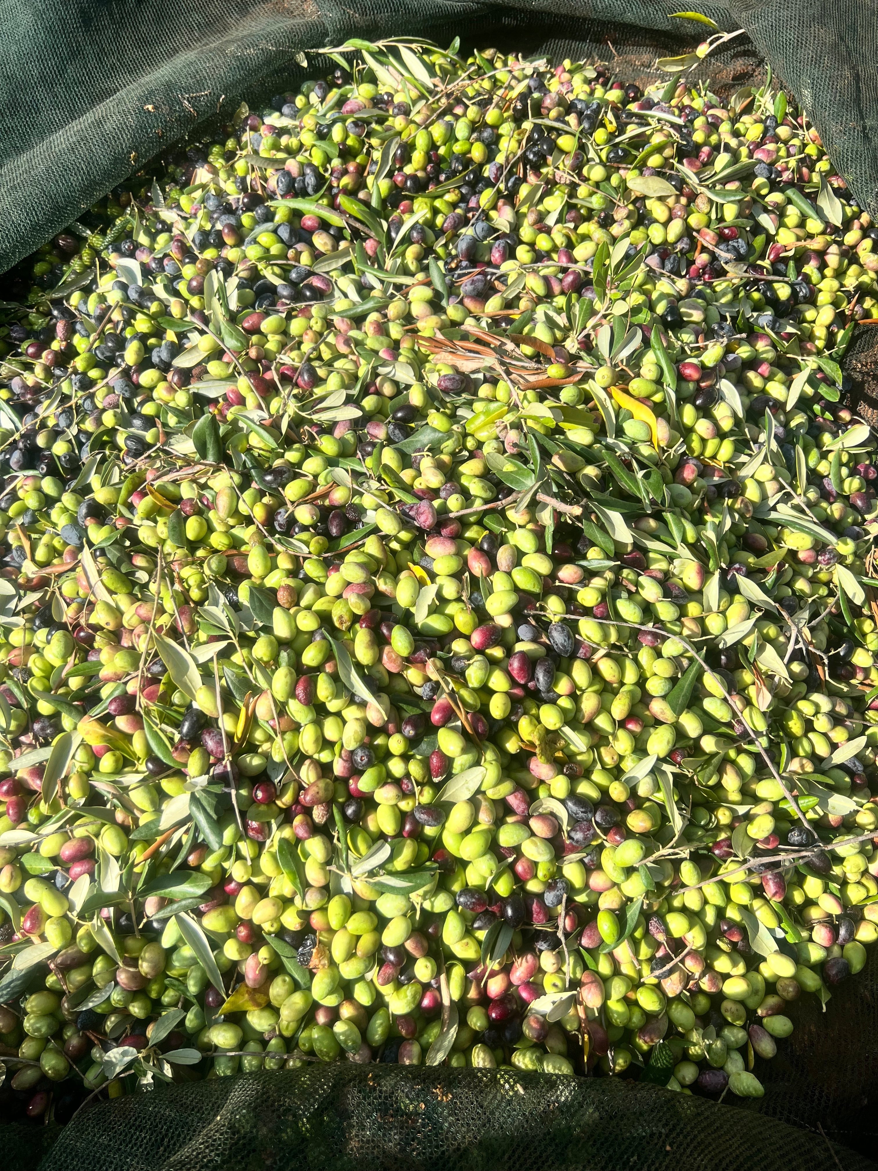 Olive appena raccolte per l'olio extravergine Agricolasifè, varietà miste verdi e nere su rete di raccolta in Puglia.