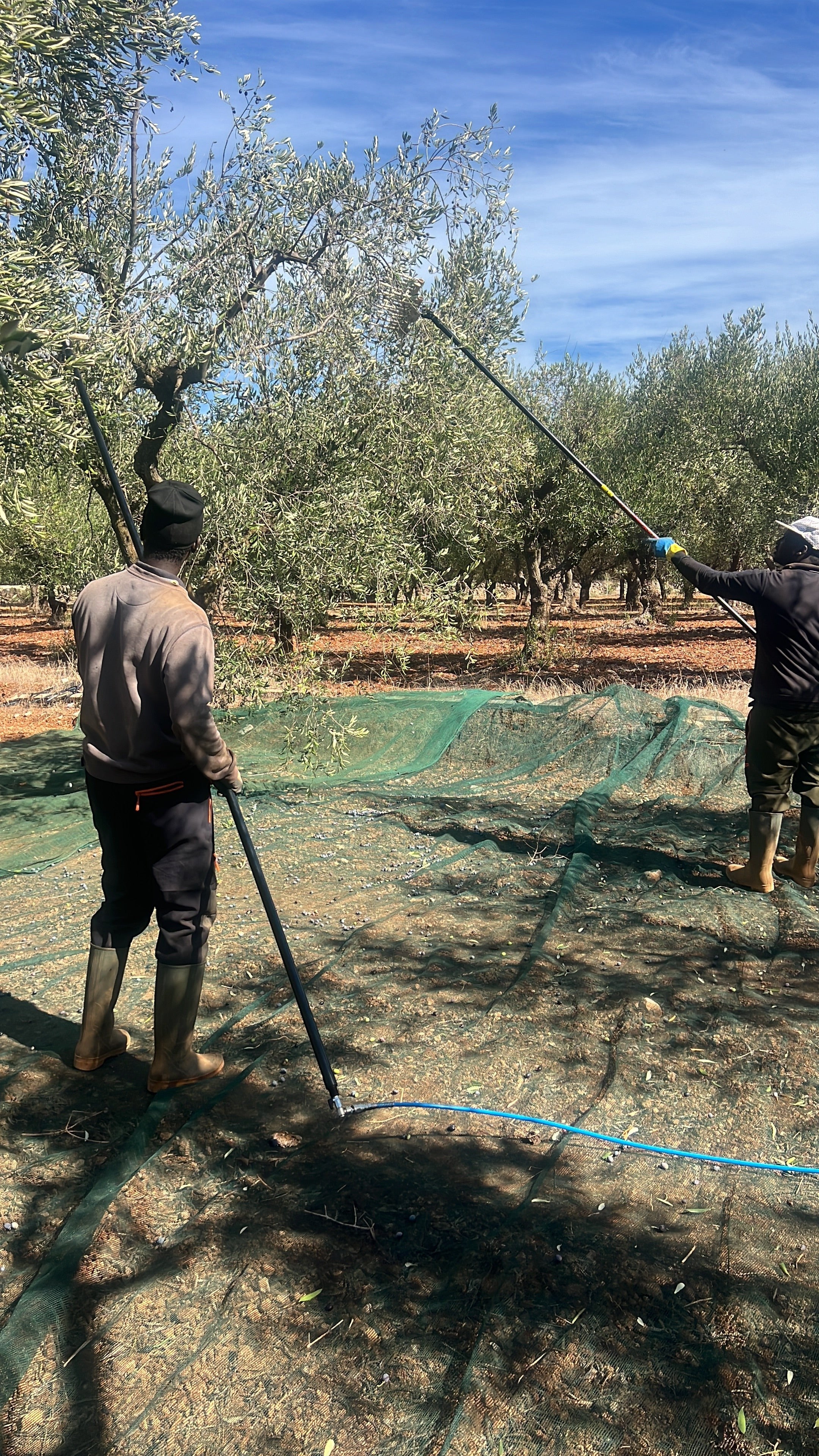 Raccolta meccanica delle olive con abbacchiatori pneumatici in un uliveto Agricolasifè in Puglia.