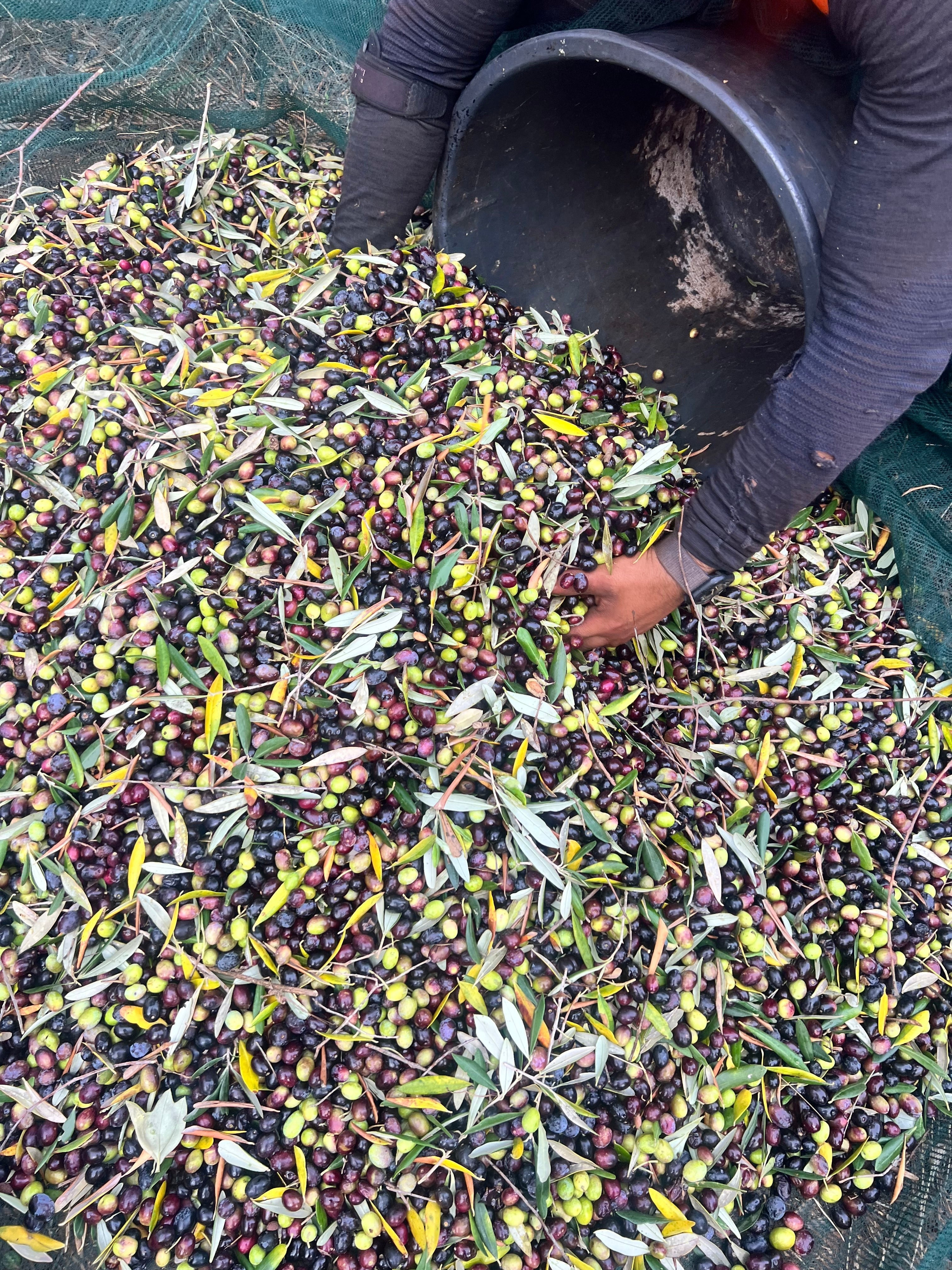 Raccolta manuale di olive miste verdi e nere per l'olio extravergine Agricolasifè in Puglia