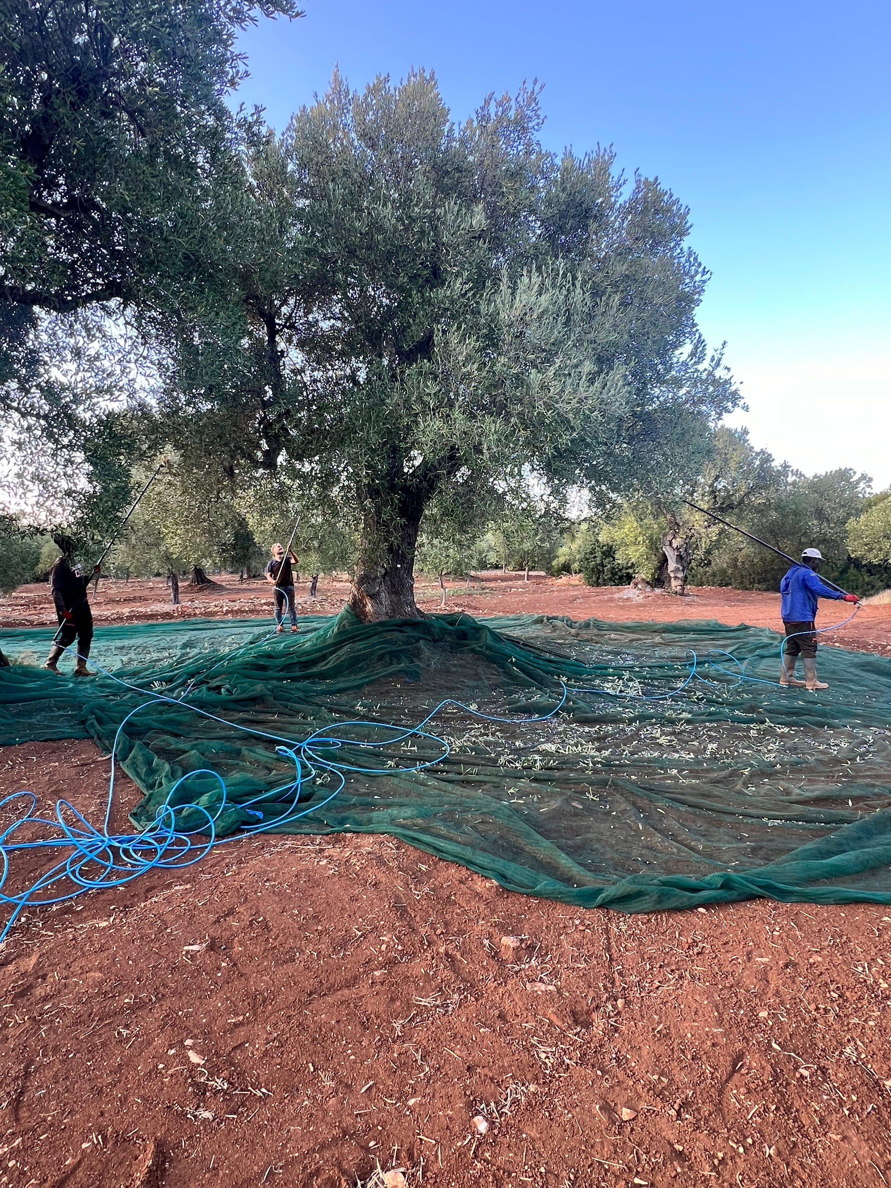 Agricolasifè: raccolta meccanica delle olive con abbacchiatori in un uliveto secolare del Salento